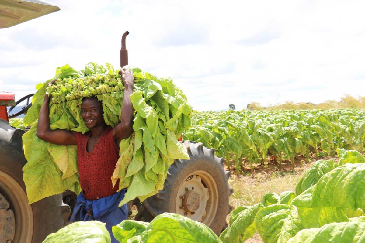 Zimbabwe Sales Volumes Down
