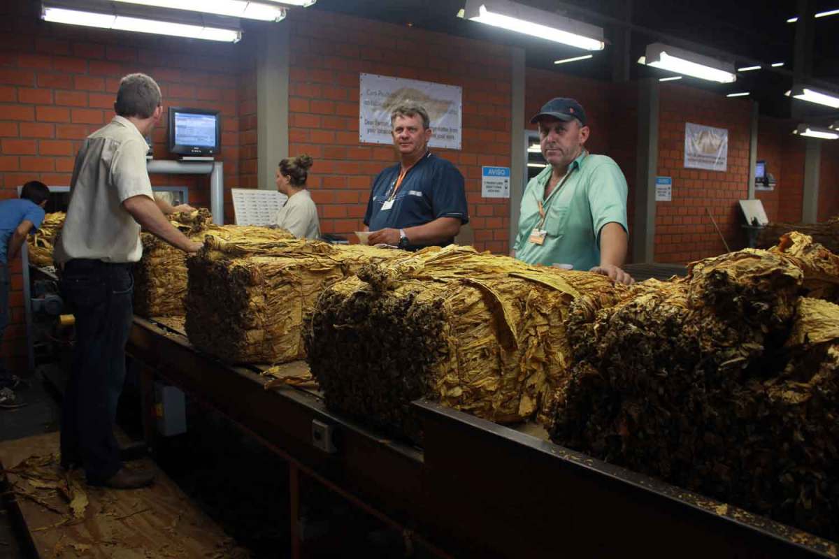 Aumento pronunciado en los precios del tabaco en Brasil.