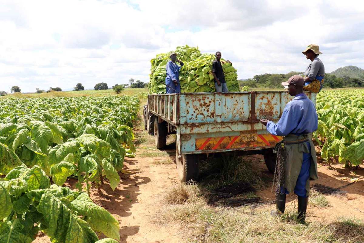 Las ganancias por tabaco de Zim superan las del año pasado.
