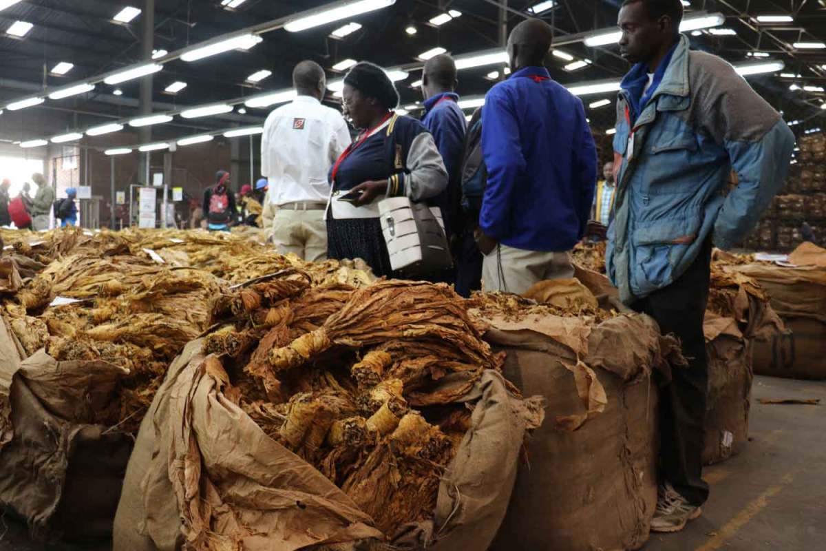 La temporada de subastas de tabaco llega a su fin en Zimbabwe.