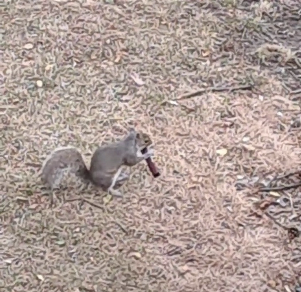 一只松鼠使用电子烟，暴露了英国的环保危机