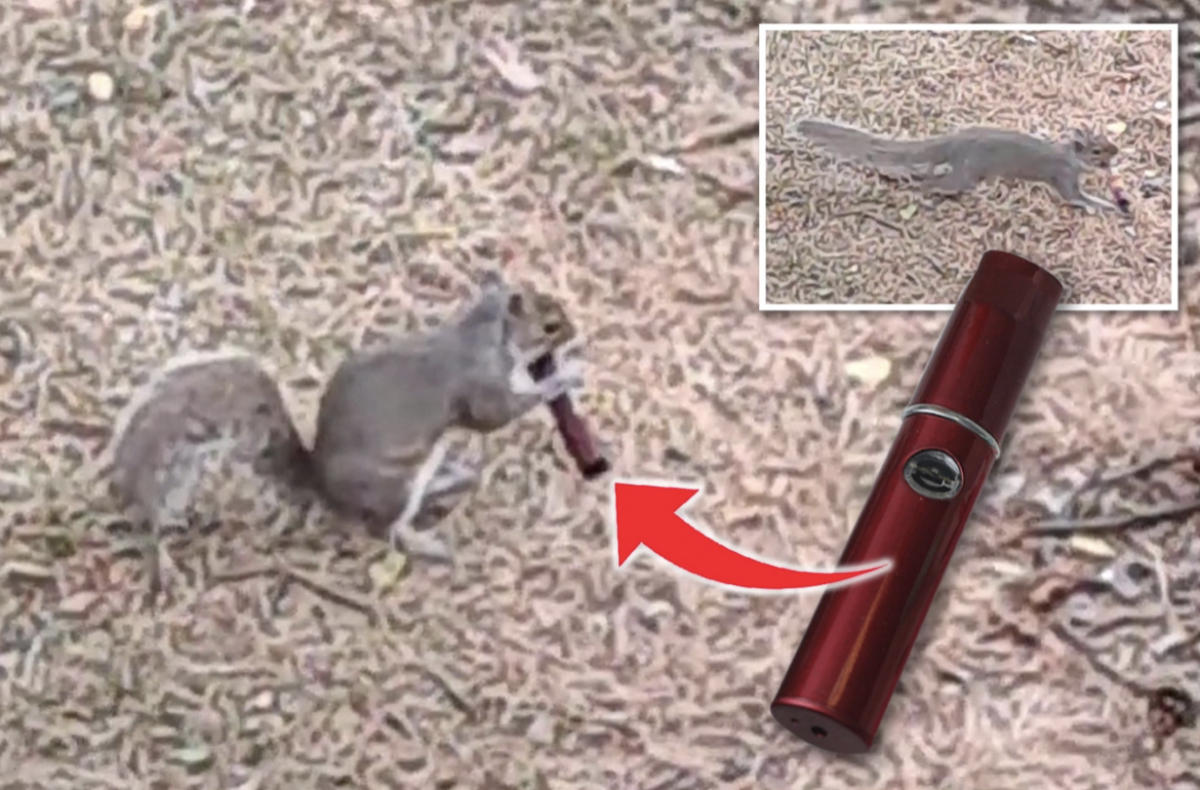 一只松鼠使用电子烟，暴露了英国的环保危机