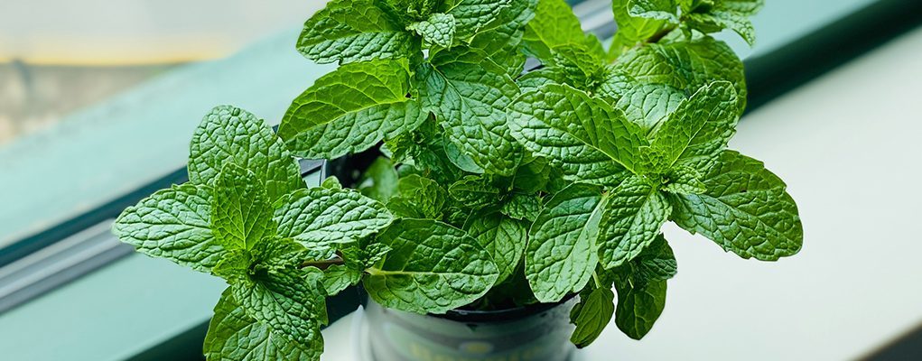 美国马萨诸塞州薄荷醇禁令使香烟销售下降了33%