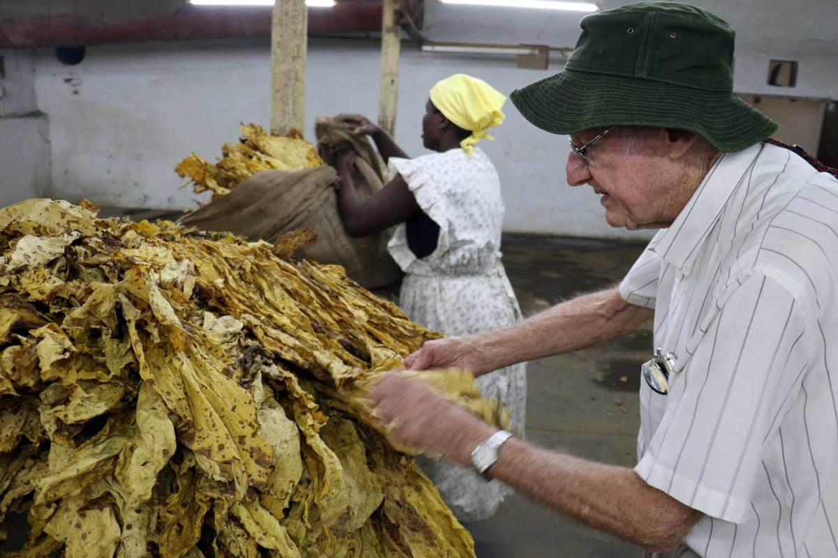 津巴布韦烟草价格上涨 销售额增长3600万美元