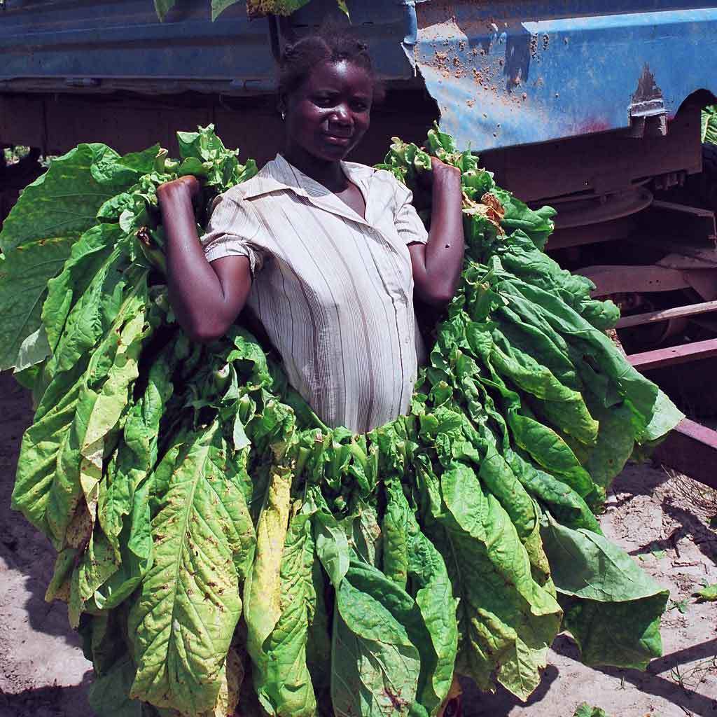 赞比亚烟草销售超预计200万公斤