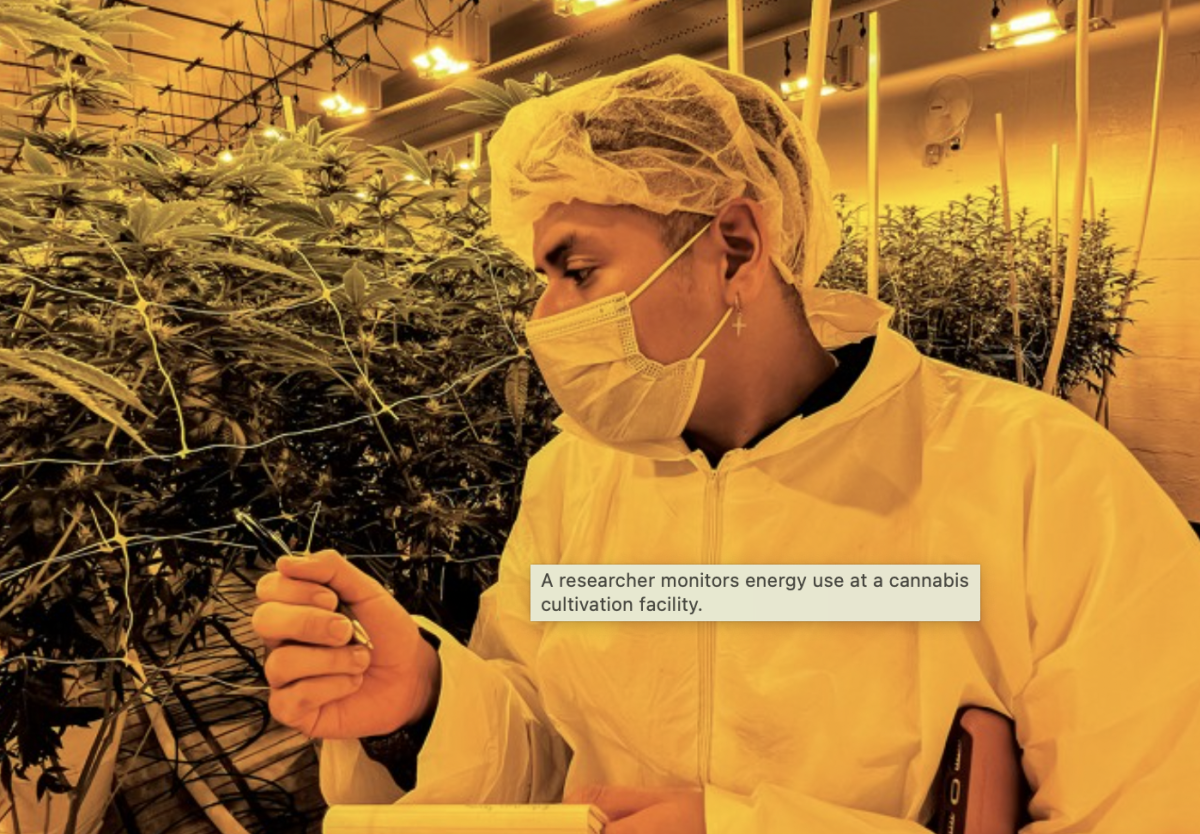 美国大麻产业迈向可持续发展