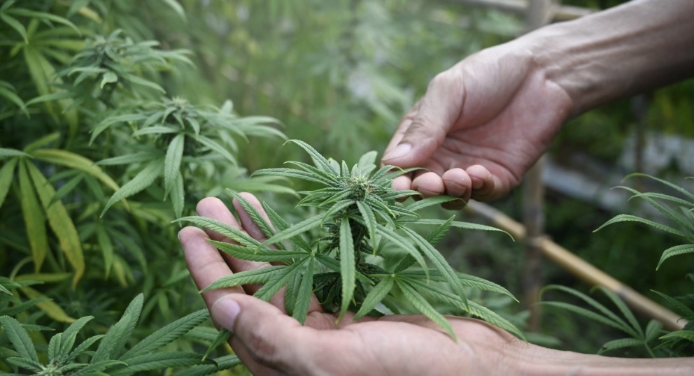 2022年美国吸食大麻人数上升 12% 达历史新高