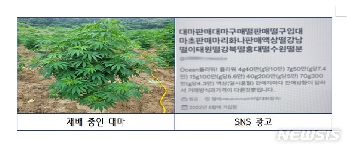 韩国警方没收了约29 亿韩元的非法种植大麻