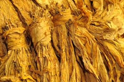 巴西南部去年一年烟草产量高达560181吨