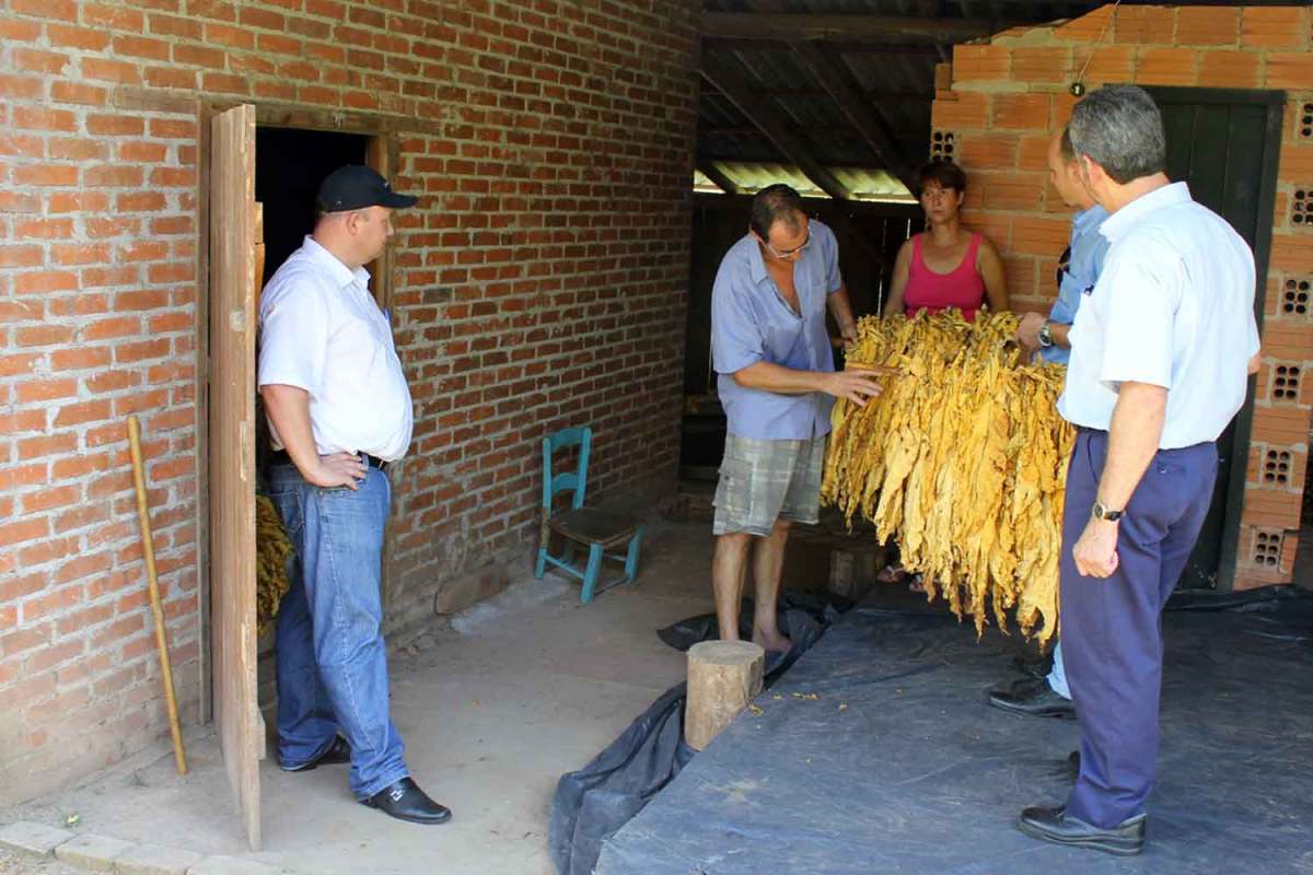 巴西南部烟草销量下降,但价格上涨
