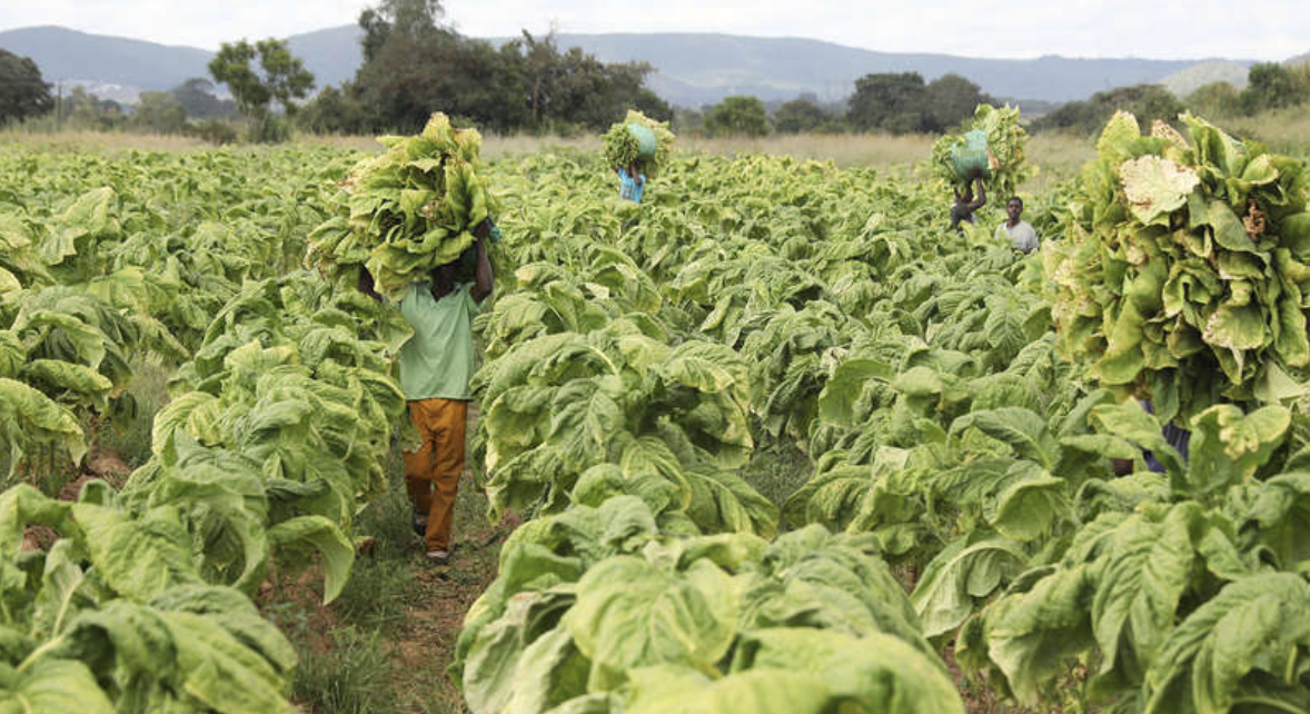 PMI:俄烟草原材料几乎都来自亚洲