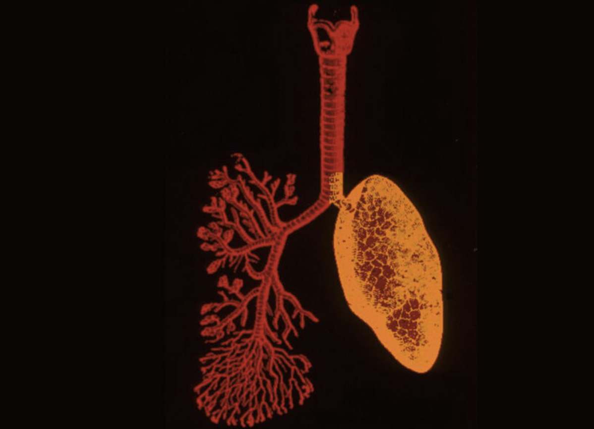 《放射学》:大麻比香烟更伤害肺部