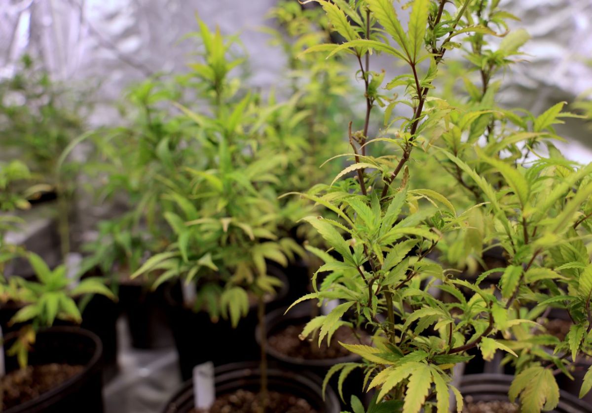 纽约首批大麻零售许可证共900人申请