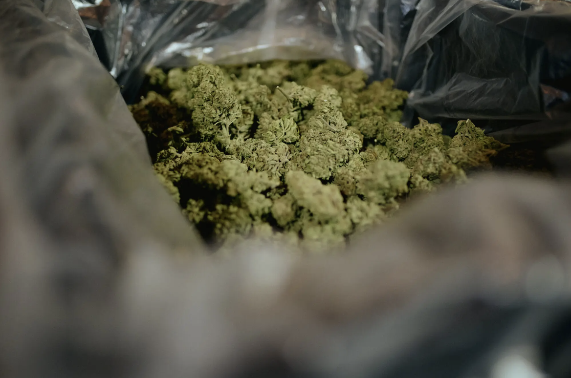 纽约近一半非法大麻含有危险物质