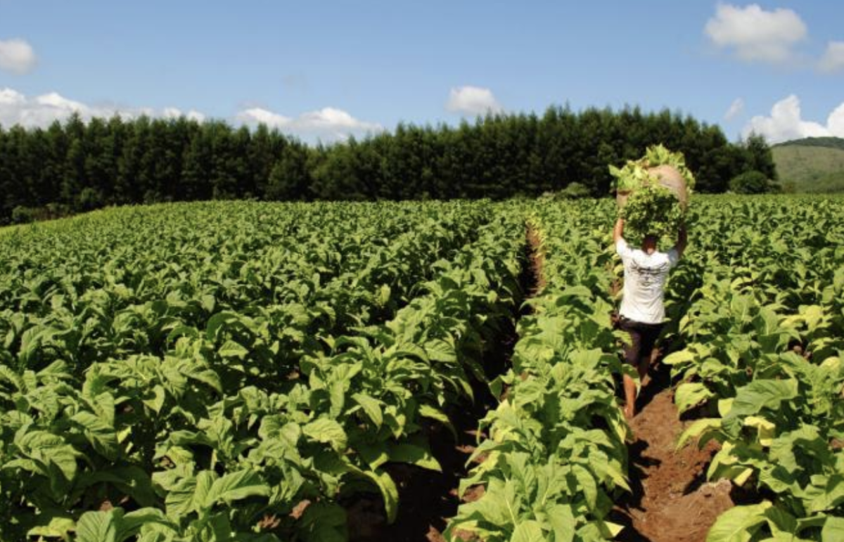 巴西南部开始收割烟草作物