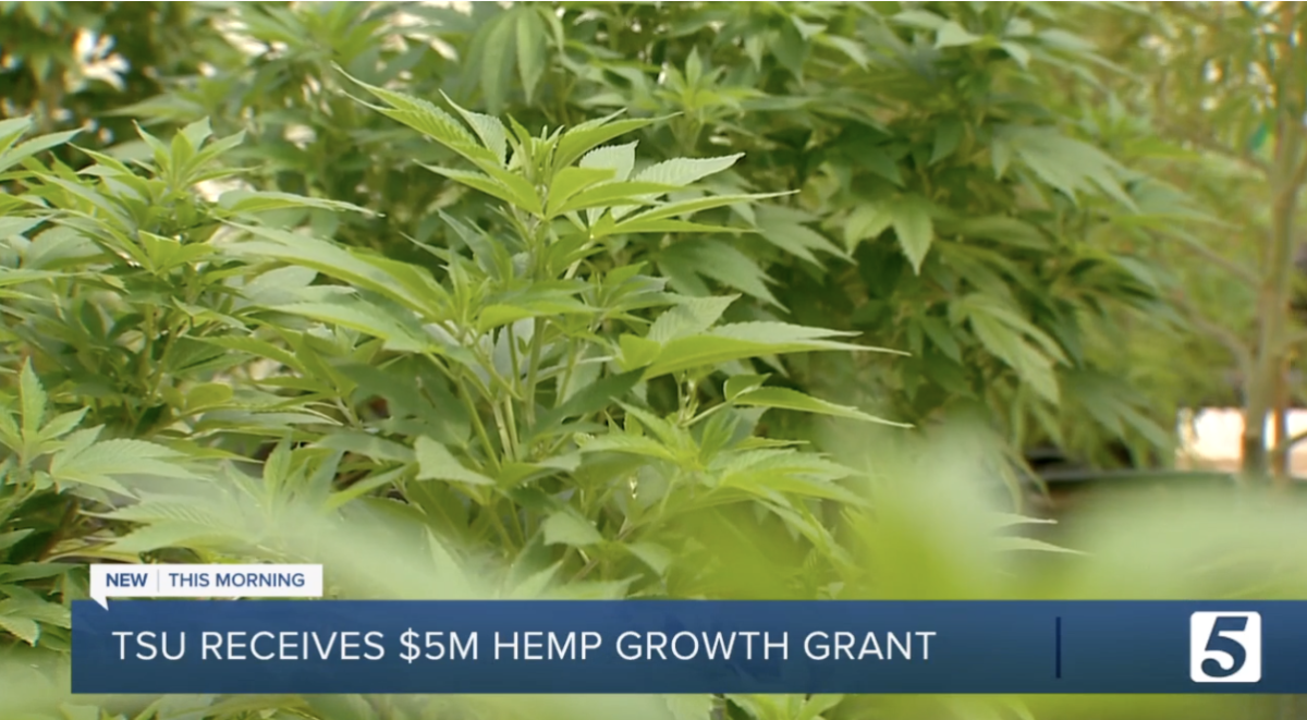 美国农业部捐赠500万美元用于大麻研究