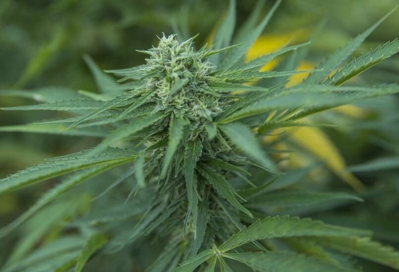 美国农业部将对多家生产商进行大麻调查