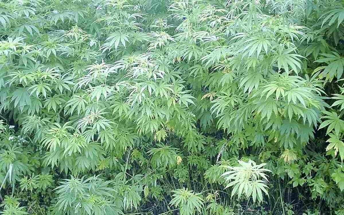 日本政府将允许销售医用大麻