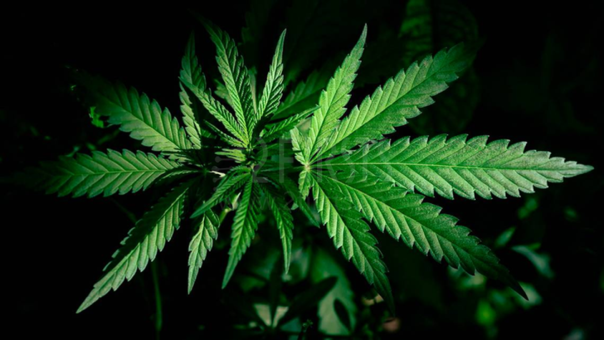 对话CBD品牌创始人：讲述美国大麻合法化历程【内附美国大麻合规发展史】