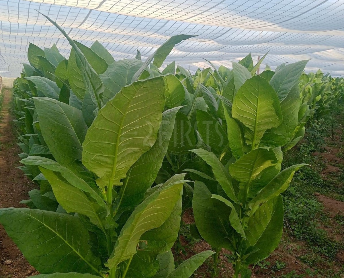 古巴今年烟叶生产将面临巨大困难