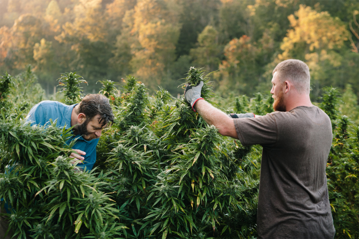 New Bill Would Reduce Burden on Industrial Hemp Farmers