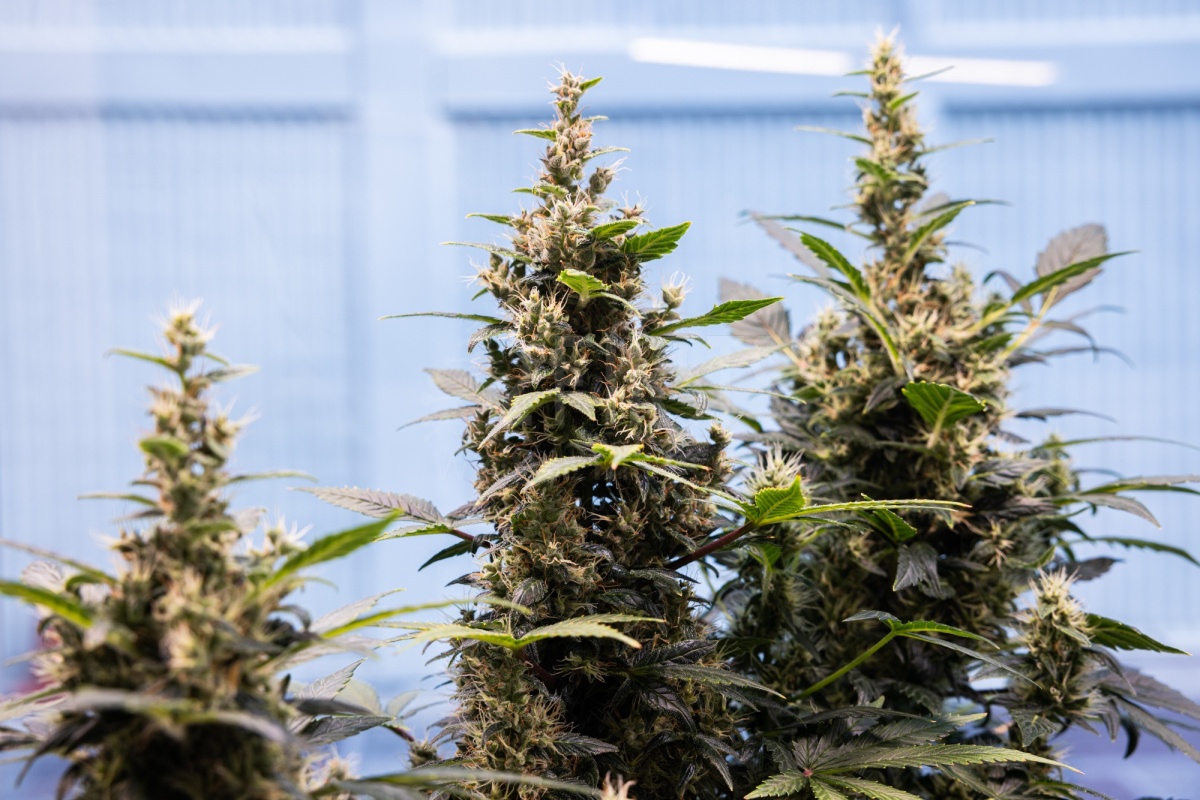 英美烟草投资1000万美元研发CBD药物