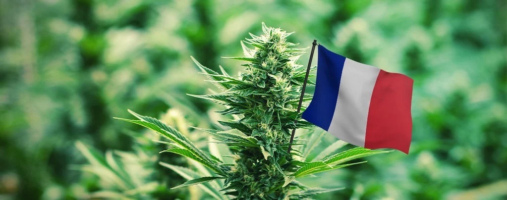 France to Possibly Ban HHC Products