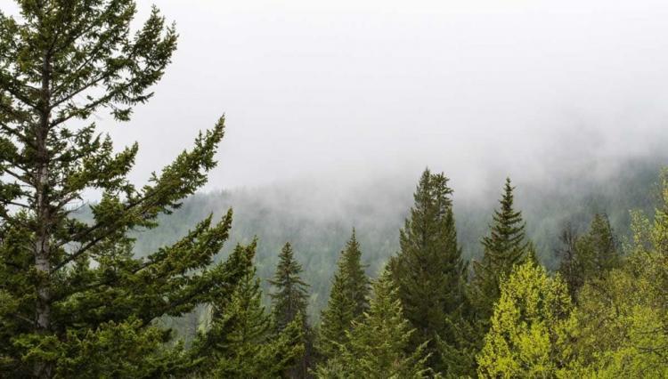Research on Regulation of E-cigarettes and Nicotine Products