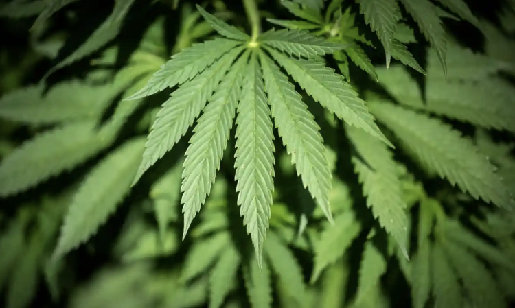 Uso de cannabis más común que fumar en Australia