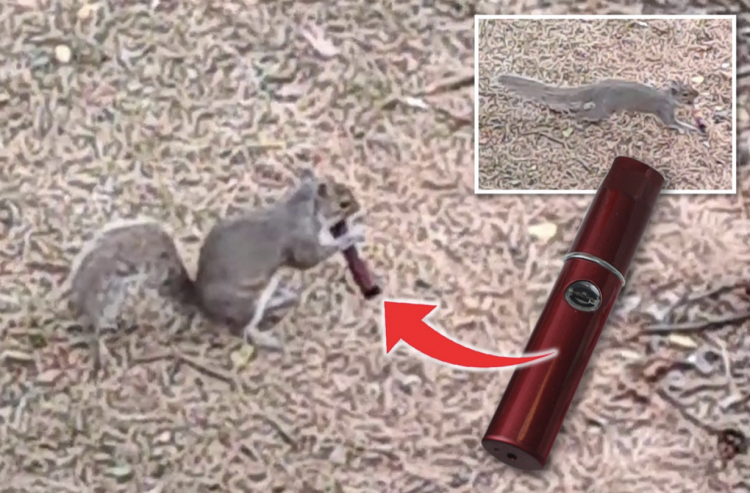 Ardilla captada en cámara intentando fumar cigarrillo electrónico.