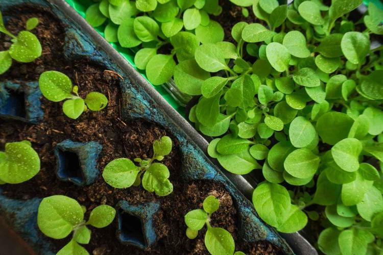 Los agricultores tabacaleros en Zimbabwe comienzan a prepararse para la temporada de siembra.