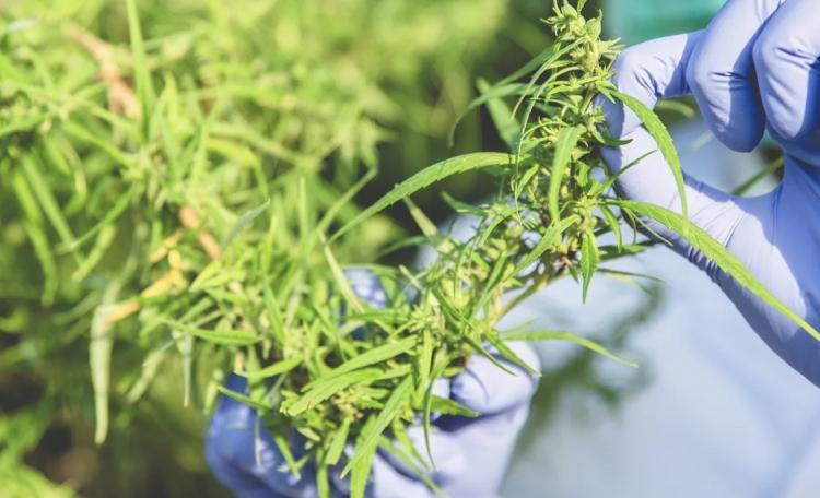 Inflation Hits Cannabis Industry as Prices Rise