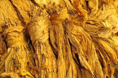 La Asociación de Cultivadores de Tabaco de Brasil informa los datos de la cosecha 2021-2022.