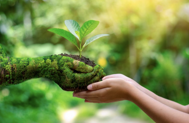 Judy Henry: From Herbalist to Entrepreneur