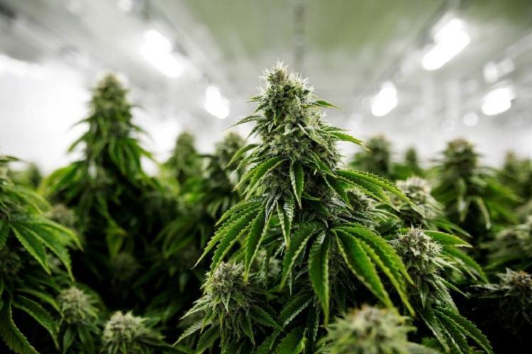 BAT acquires stake in German cannabis company Sanity Group