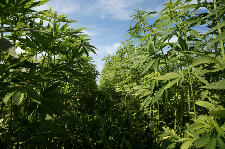 USDA Delays DEA-Required Marijuana Testing Due to 'Insufficient Capacity'