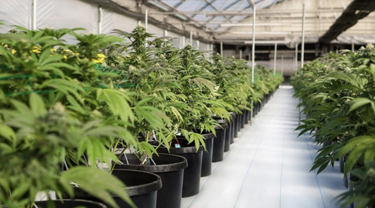Estimaciones de Whitney Economics indican que la producción de cannabis en Estados Unidos supera las 48.8 millones de libras.