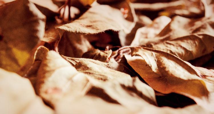 Los sabores de tabaco dominan en la industria del cigarrillo electrónico.