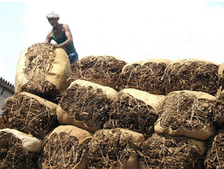 Las exportaciones de tabaco de la India alcanzan los 846 millones de dólares en 2021-2022.