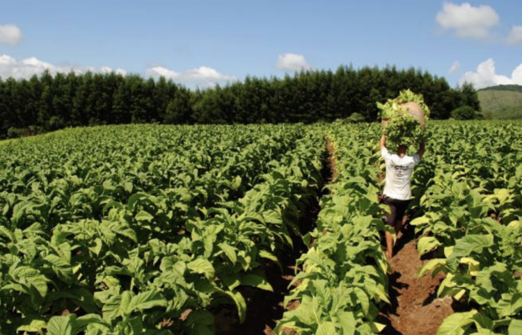 Brazil's Tobacco Harvest Yields Expected to Increase 8%