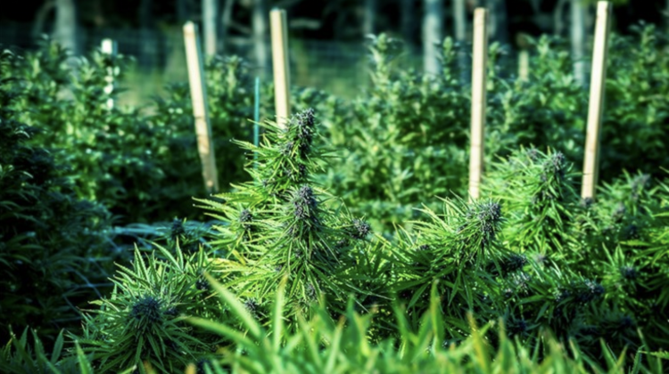 The Rise of Traditional Farmers in the Cannabis Industry