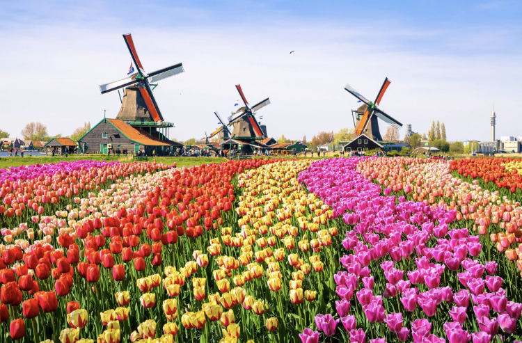 Netherlands Implements Ban on Flavored E-Cigarettes