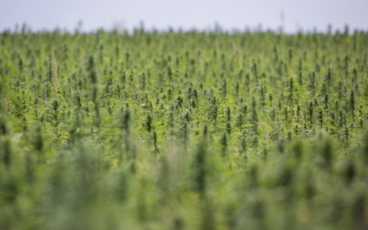 Mercado global de cannabis por tipo: Informe de investigación destaca las aplicaciones.