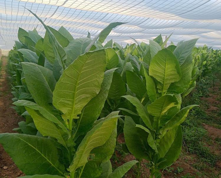 Cuba's Tobacco Industry Suffers Historic Crop Loss