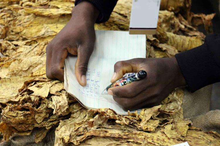 Zimbabwe Expects $1.6 Billion in Tobacco Exports