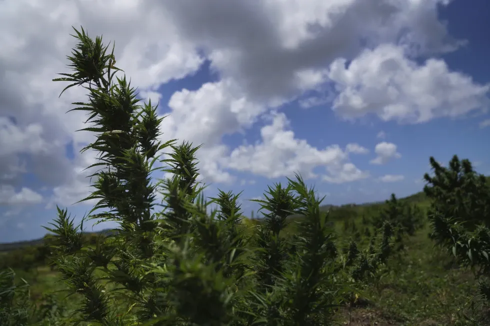 Potential Legalization of Medical and Religious Cannabis in the Bahamas
