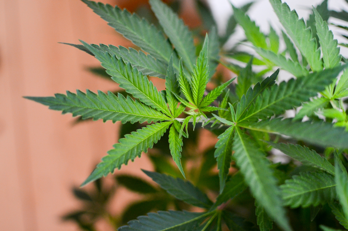 Japan Passes Legislation to Legalize Marijuana Derivative Drugs