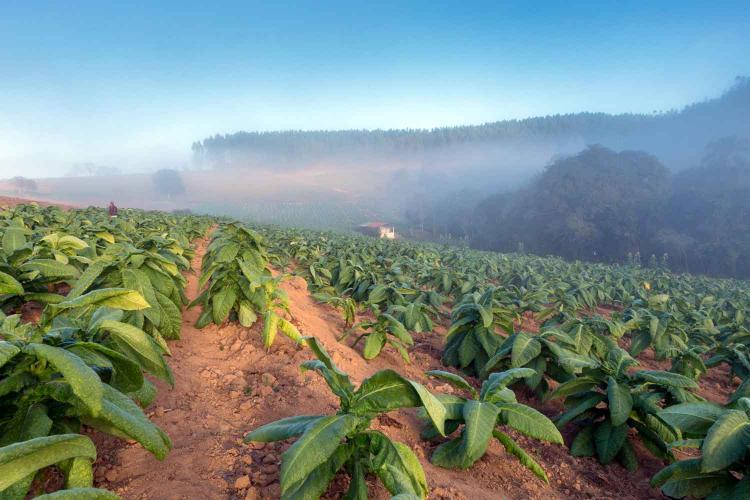 Early Planting of Tobacco in Brazil's 2023-2024 Crop Season