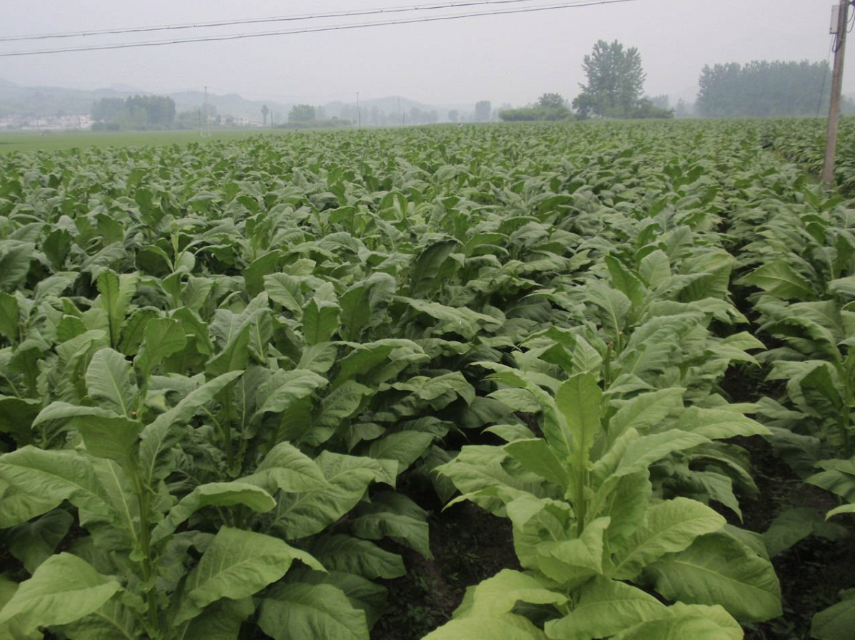 Opportunities for Honduras to Export Tobacco, Shrimp, and Coffee