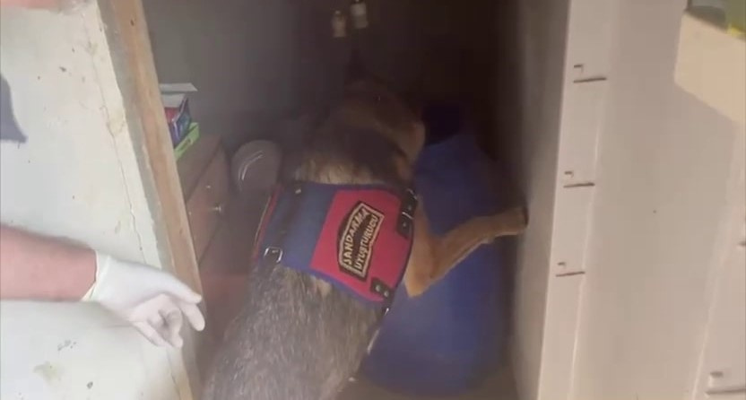 土耳其警方打击烟草走私行动 逮捕5名嫌疑人